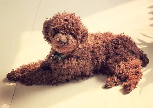 小卷毛泰迪乐乐