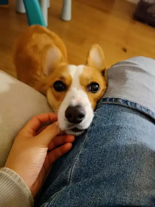 狗宝宝的眼里只有我儿子