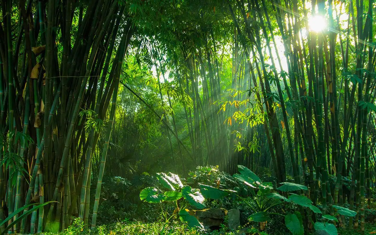 绿色护眼竹林风景图片桌面壁纸高清大图预览1920x1200_风景壁纸下载_
