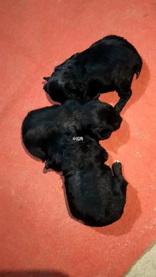 黑色泰迪快满月有喜欢养狗的联系