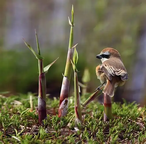 芦芽上的伯劳