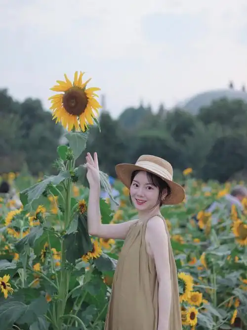 最后一片向日葵花海97错过了又要等1年!