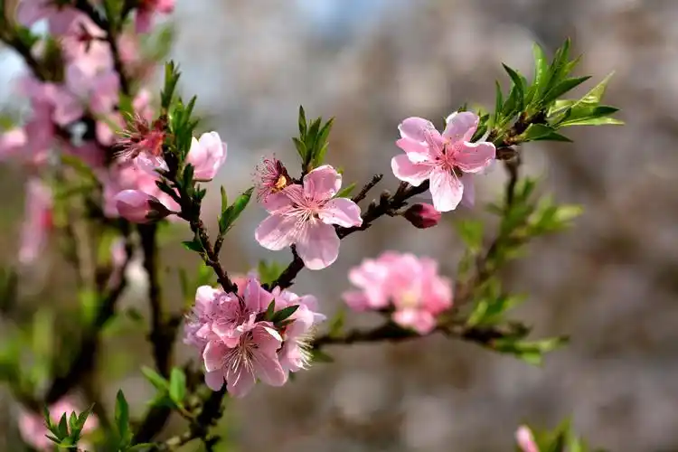 花卉,鲜花,花朵,果树,桃花,植物花卉粉色桃花图片 花卉,鲜花,花朵