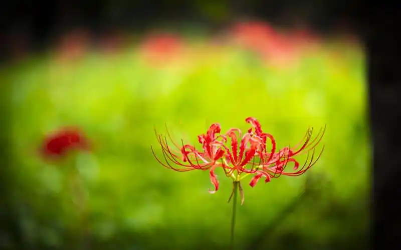 唯美艳丽的彼岸花图片桌面壁纸