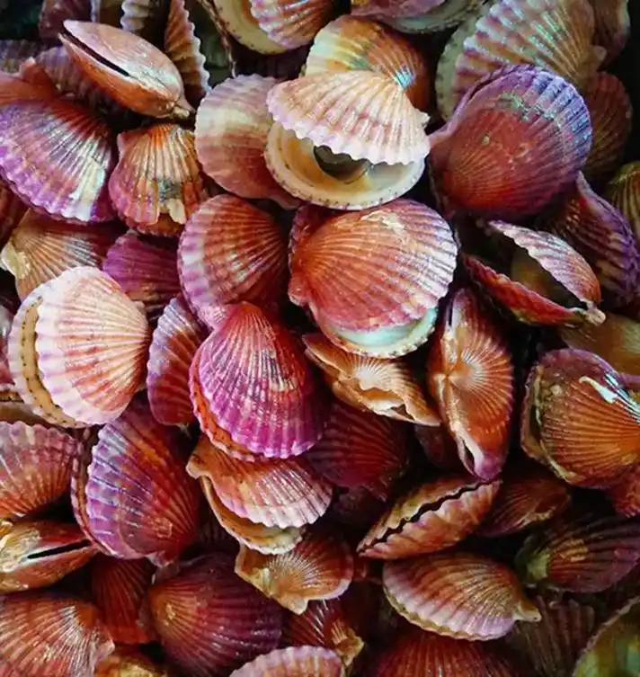 到了吃便宜贝类的时候了.图一雌扇贝,图二雄扇贝,图三海虹.每 - 抖音