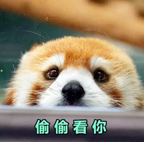 网搜#红熊猫   #小熊猫   #红熊猫表情包   #小熊猫表情包   #小熊猫