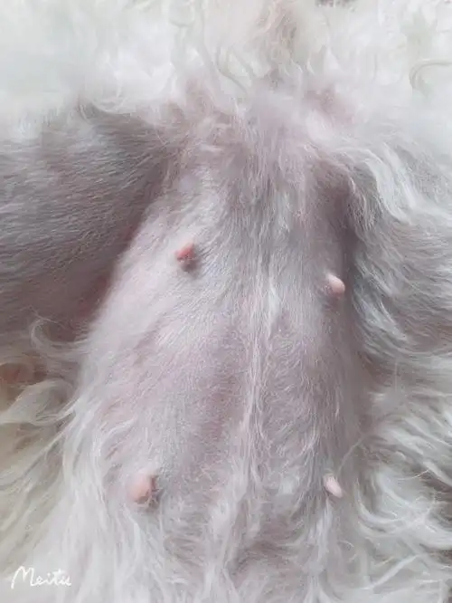 都是放那我就走了 然后去取 这种是不是怀孕了#比熊日常  #家有比熊