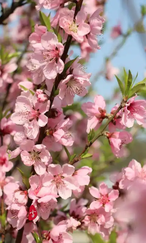 那一树美丽的桃花红
