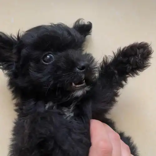 黑色泰迪好可爱