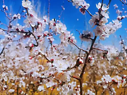 咏杏花唯美古诗词 红杏枝头春意闹