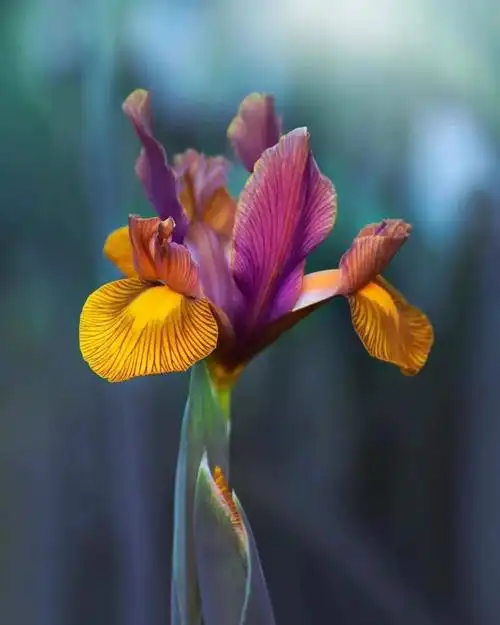 1080_1350竖版 竖屏