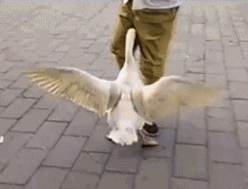 280_213gif 动态图 动图