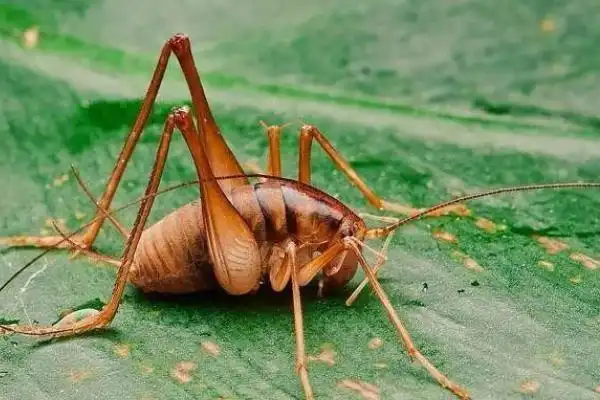 灶马是害虫还是益虫喜欢啃食嫩芽和菜叶属于农业害虫