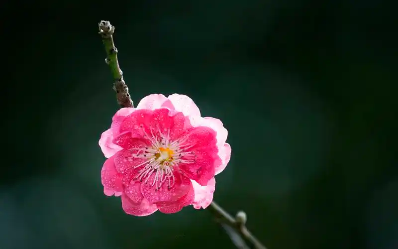 分享一组1920x1200的桃花微距摄影唯美高清图片桌面壁纸~清新粉色花卉