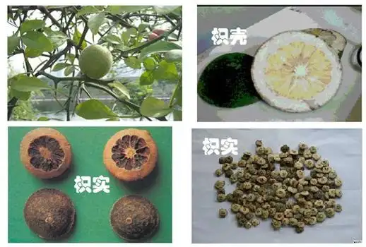 枳壳和枳实是一种植物,枳壳是成熟的果实切的片,枳实是没有成熟的果实