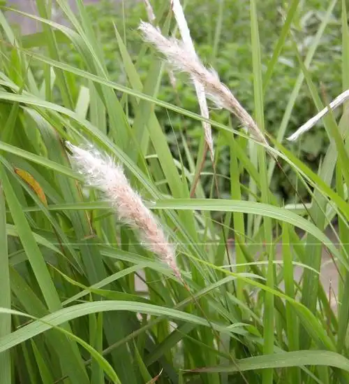 " 2,《本草崇原》:"主治劳伤虚羸,补中益气,除瘀血血闭,寒热,利小便.