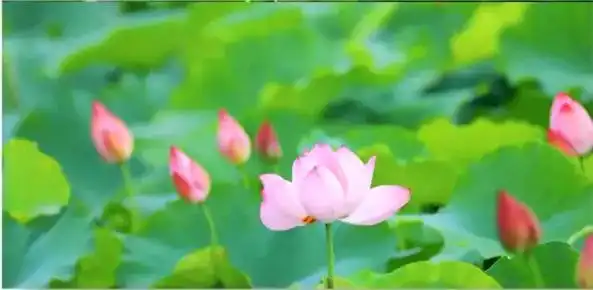 地铁公交直达!广州万朵粉色花海大爆发