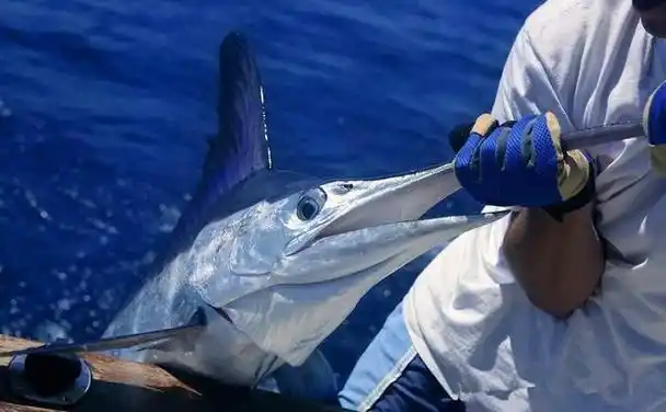 刚出生仅米粒大,成年后变身顶级海洋猎手,尖吻能刺穿油轮钢板|剑鱼