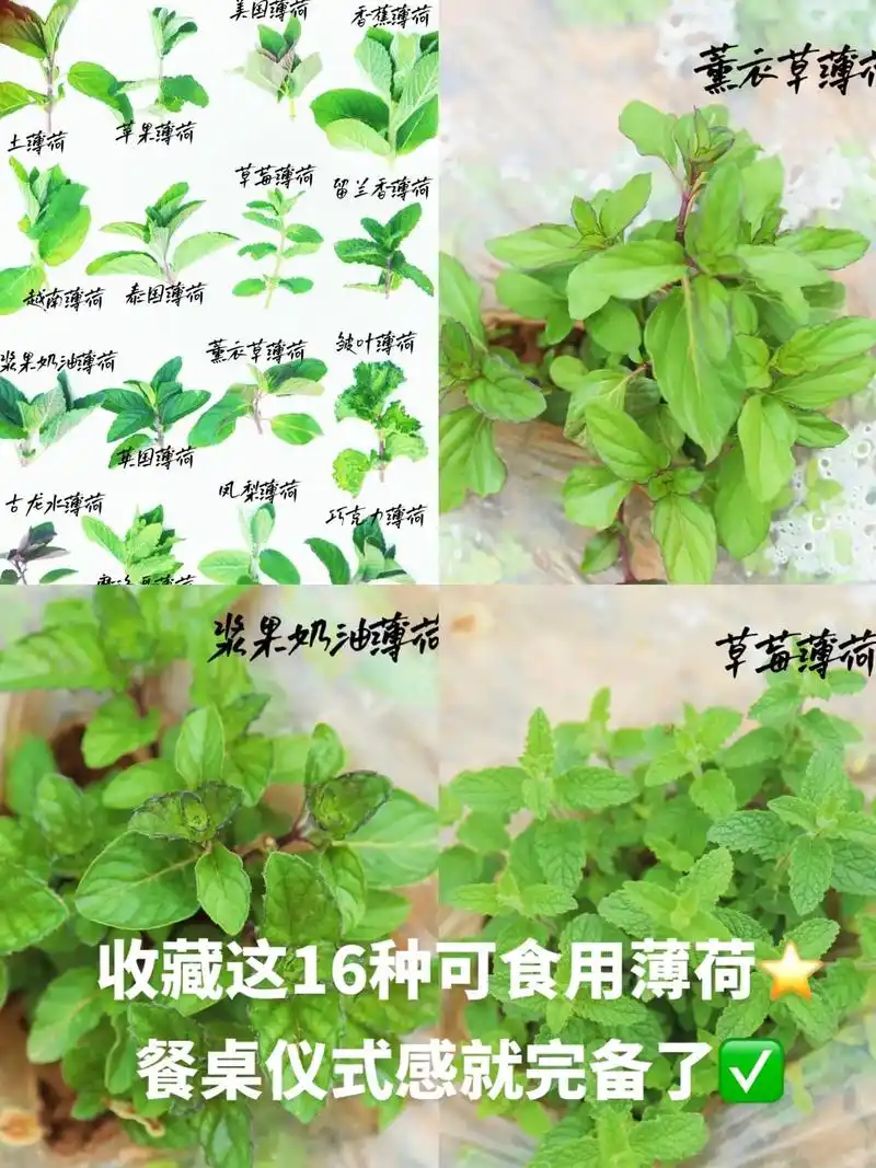 收藏这16种可食薄荷82餐桌仪式感就完备了.收藏这16种可食用 - 抖音