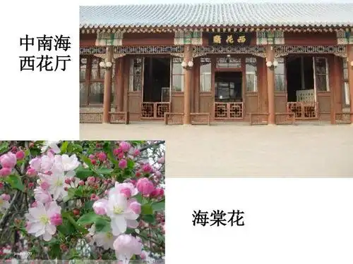 《西花厅的海棠花又开了》课件ppt