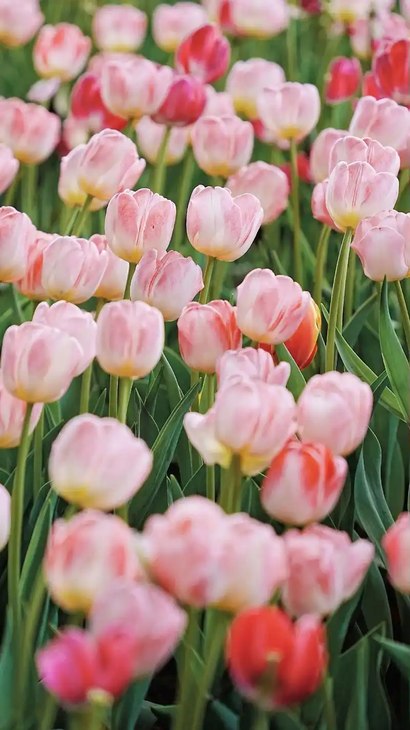 郁金香93花海,浪漫是属于荷兰花卉小镇.春日限定 已经换了第 - 抖音