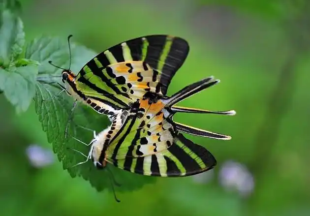 恋爱交叉 * 绿凤蝶