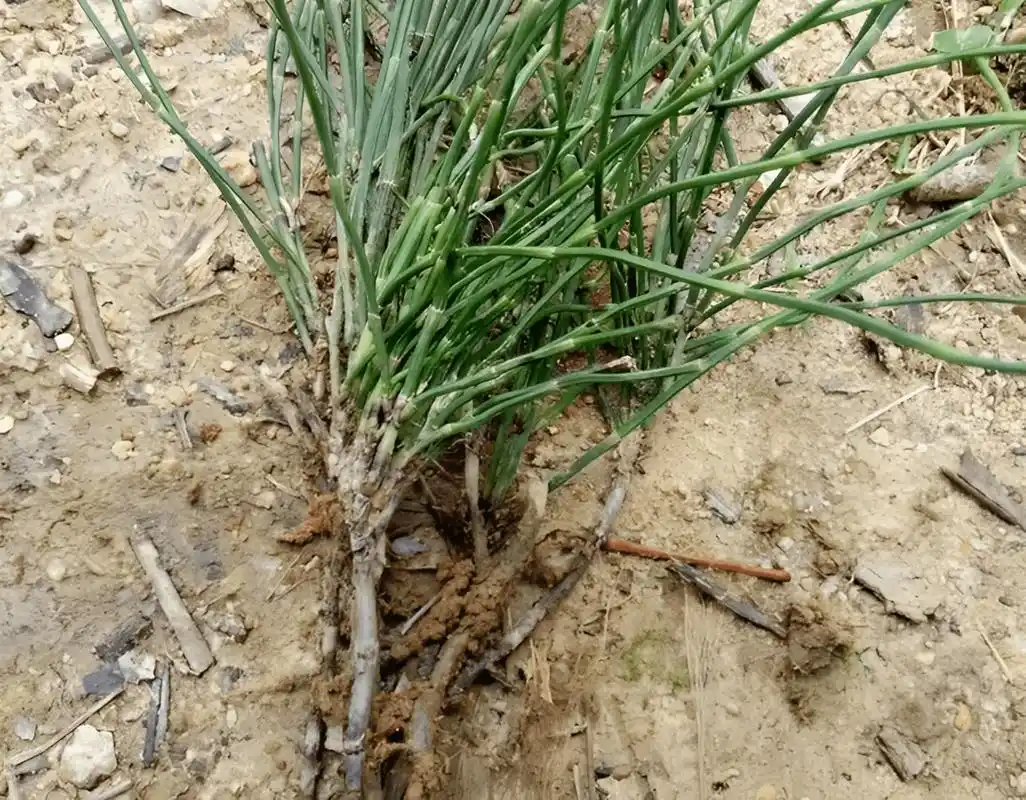 生于农地,人称"草问荆",如今是典型药草,入冬前可