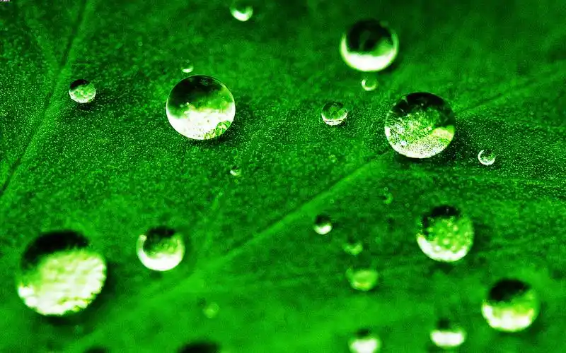 高清养眼绿色桌面壁纸1920x1200