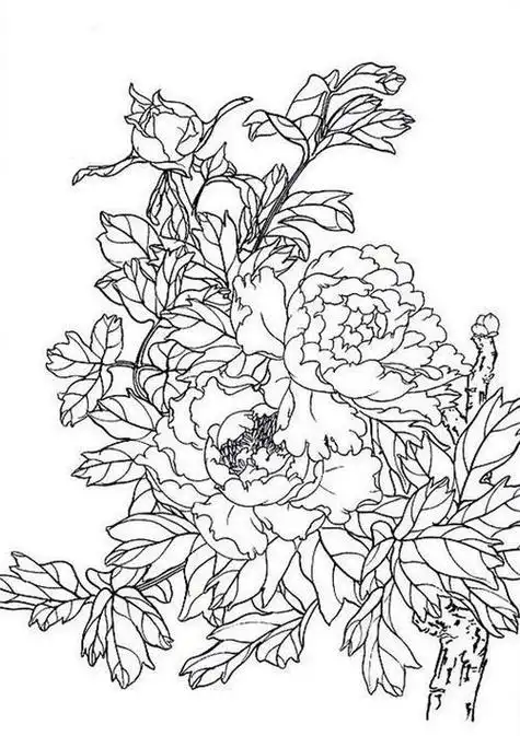 花鸟铅笔画简笔画