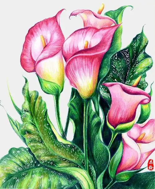 花卉是彩铅学习中常表现的题材