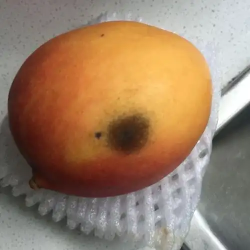 【苏宁生鲜】四川凯特芒果1个600g以上/个 新鲜水果芒果看图片说话,坏