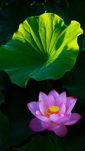 荷花意境 > || 更新时间:2018-07-13 颜色分 黑色 关键词:  荷花 莲花