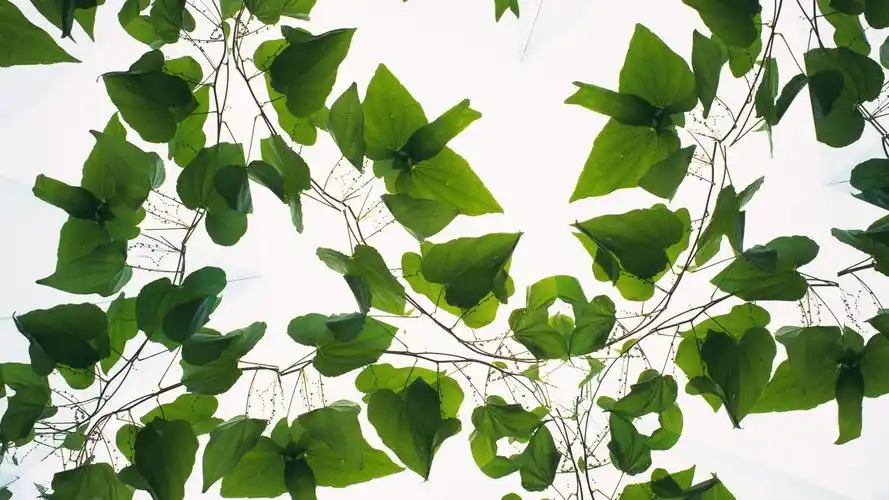 植物花卉背景图片素材高清壁纸
