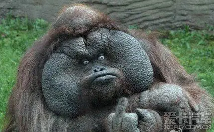 【图】四川就这种畜生太多了,怪不得四川的开车出去要被人家骂_3_四川