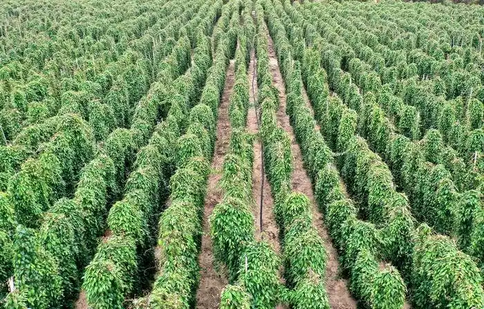 淮山种植是白土镇孟洲坝的一项特色优势产业,白土镇政府把淮山生产