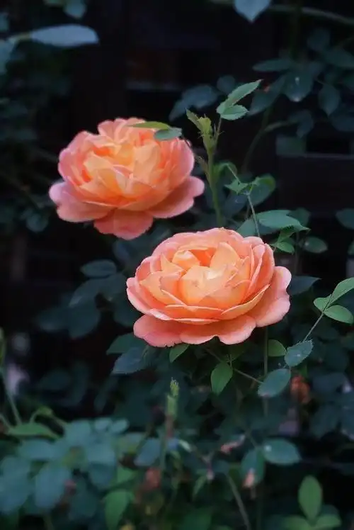 这3种花是月季花中的"贵族",开花高贵优雅,很适合夏天养