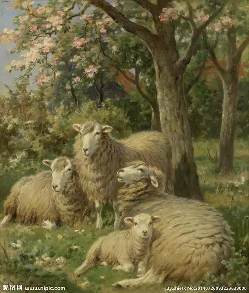 四只绵羊图片