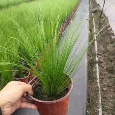 细叶针芒_细叶针茅_盆栽细茎针茅_营养杯细叶针芒_墨西哥羽毛草基地