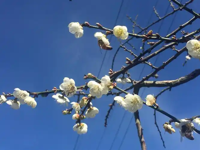 梅树梅花含苞待放赏梅秘境花开逾二成迎新春_整体花况是十年来最美