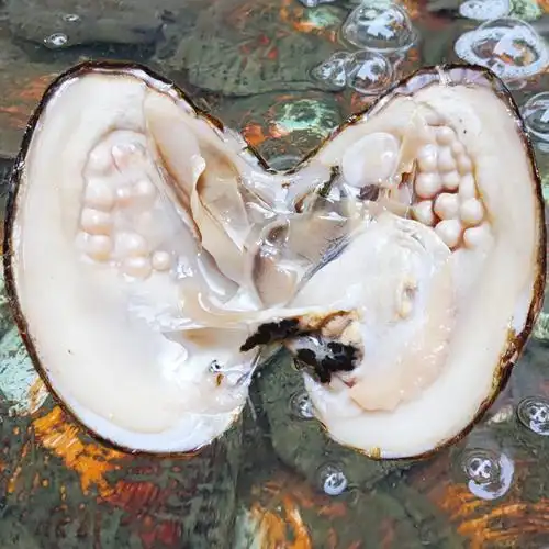 河蚌珍珠小