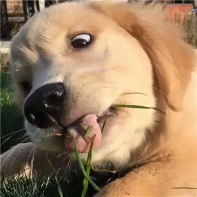 沙雕趣味头像图片 高清好玩有趣超火的流行沙雕头像_搞笑头像_头像屋