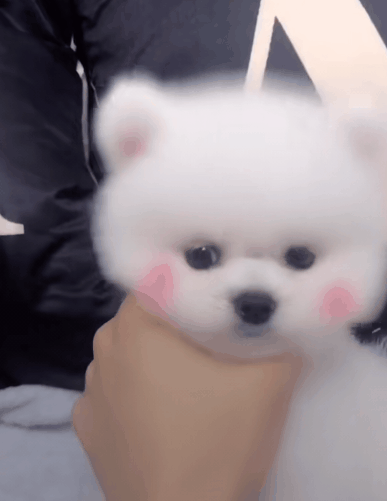 我是不是很可爱啊?快来看看我的歪头杀,有没有萌到你啊