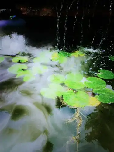 浓夏时光.醉心清宁