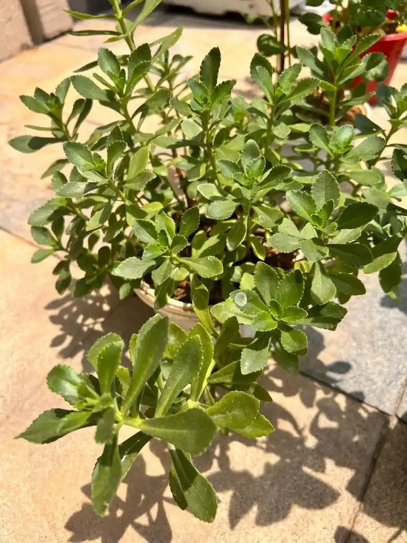 天然的止痒草,推给招蚊子体质 我爸说这91草叫三七,又名止痒草,非常