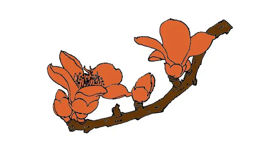 木棉花怎么画