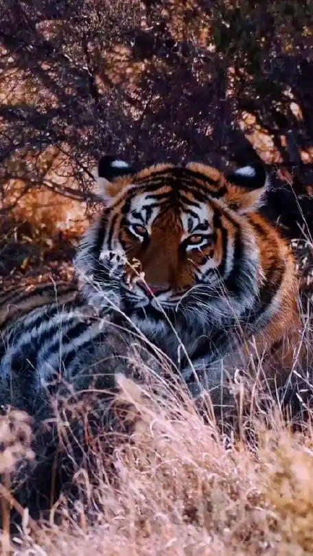 知识匠的微博视频