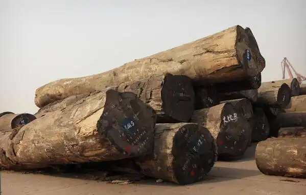 美洲人心目中的名贵木材巴西黑黄檀