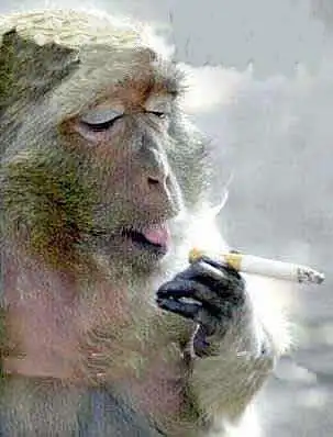 动物版超级搞笑图[组图]