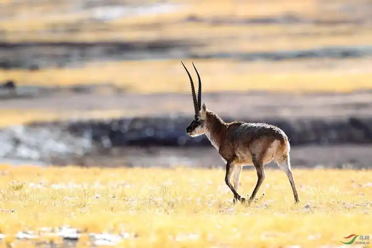 一组西藏阿里地区的藏羚羊