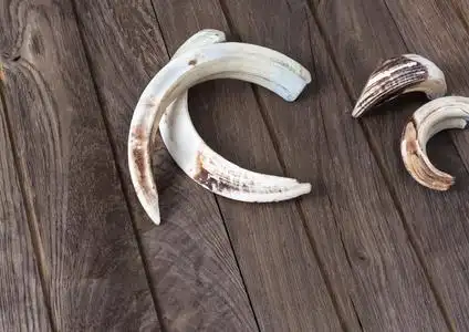 猪剪牙野猪牙照片